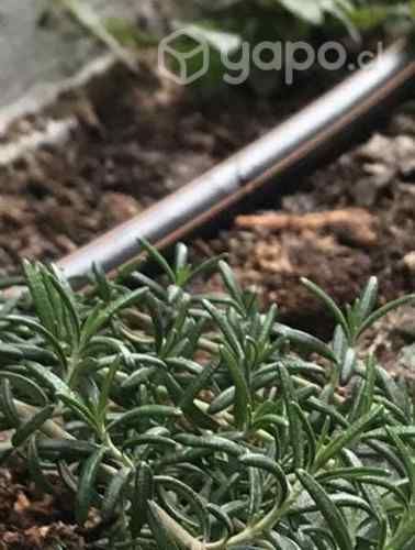 Diseño instalaciones y mantención de Jardines