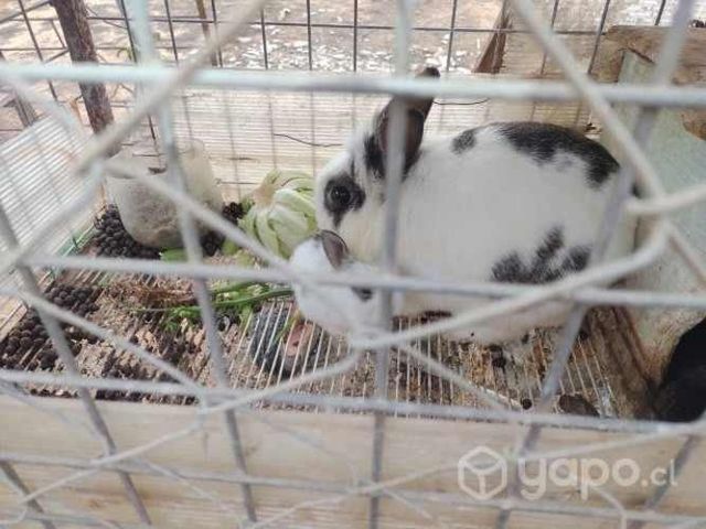 Conejitos cabeza de leon