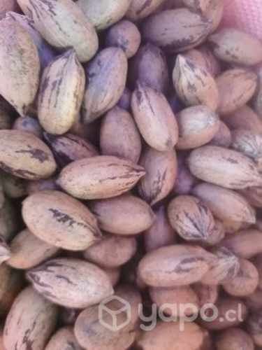Nuez pecana de temporada