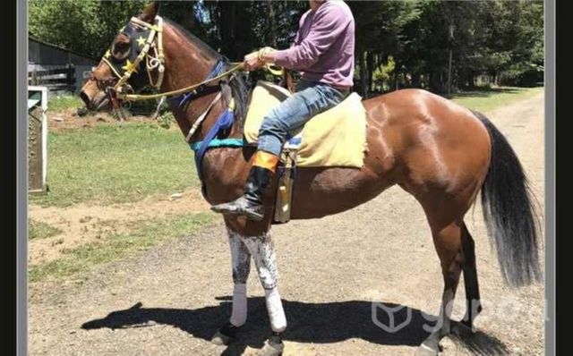 Yegua cuarto de milla