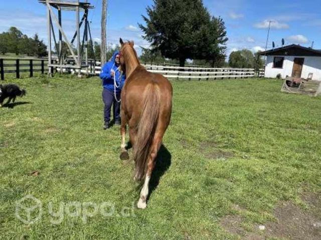 Caballo cuarto milla