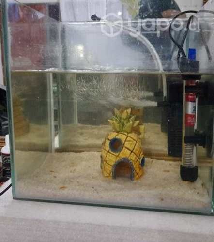 Acuario de 30×30×25 con 14 alevines de espadas