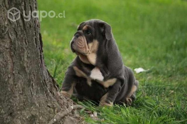 Bulldog Inglés y Francés Athenea bulls