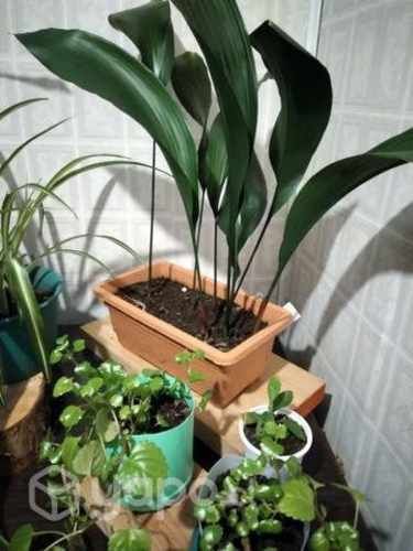 Hermosas plantas interior