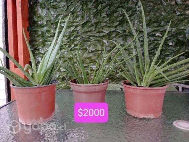Aloe vera