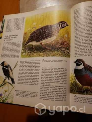 Libros de Enciclopedia