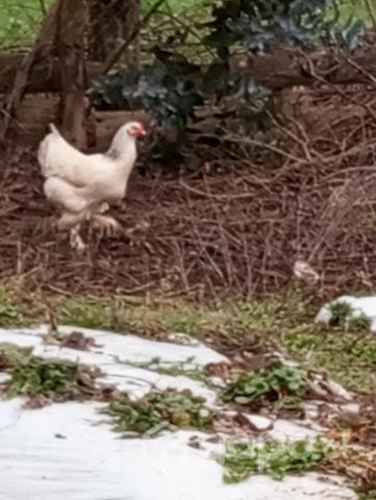 Gallina Brahma