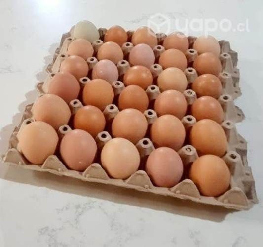 Ricos huevitos frescos de campo 6.500 la bandeja