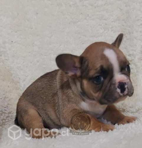Bulldog frances. ( macho)