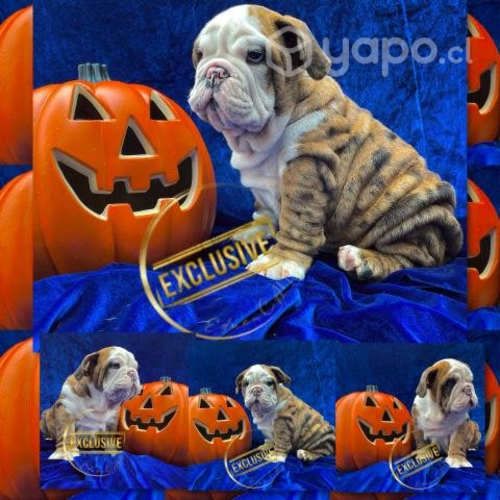 Cachorros bulldog
