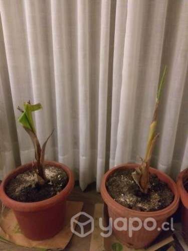 Árbol de plátano 55 cm altura