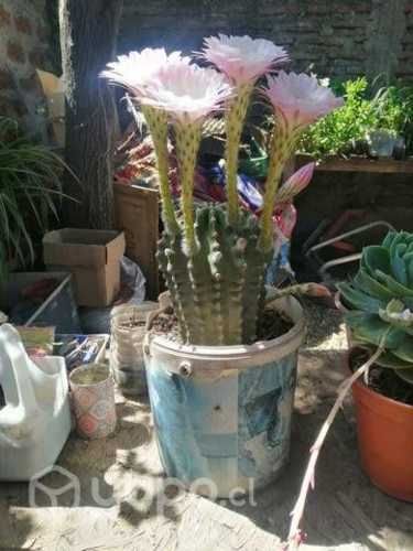 Venta de cactus.suculentas y plantas ornamentale
