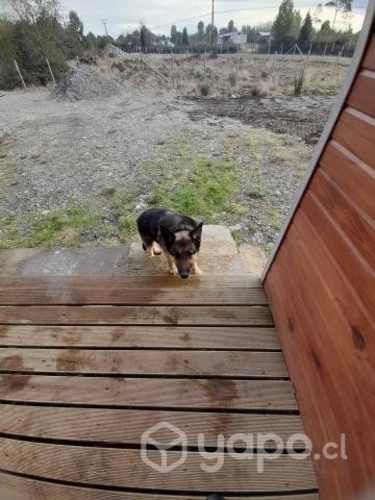 cabaña sector senda central.