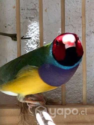 Diamante de Gould (pareja)