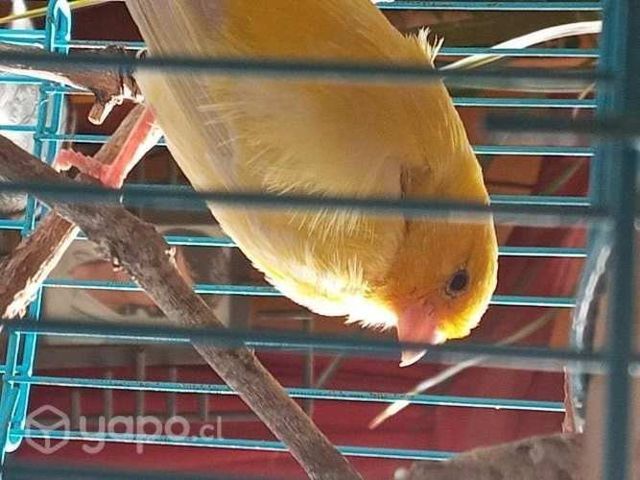Busco parejita de canarios jovenes