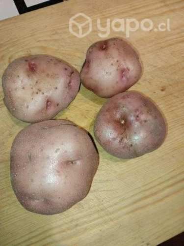 Semilla de papa nativa