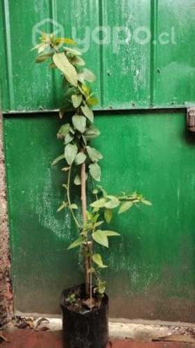 MAQUI planta medicinal antioxidante