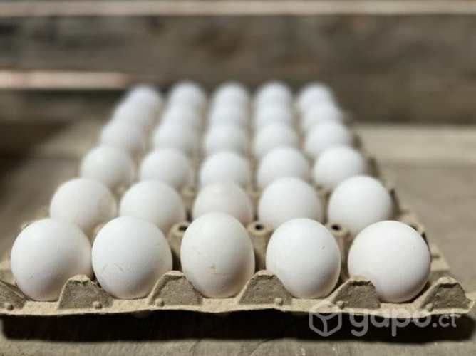 Huevos pequeños Tercera