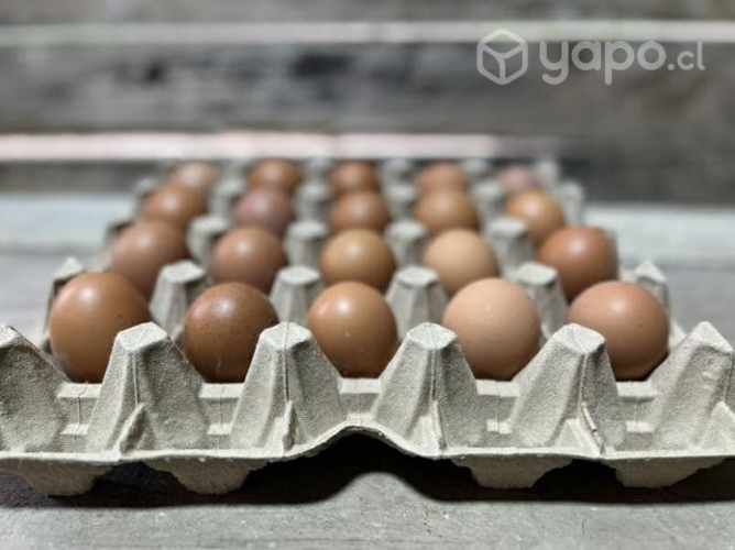 Huevos pequeños Tercera