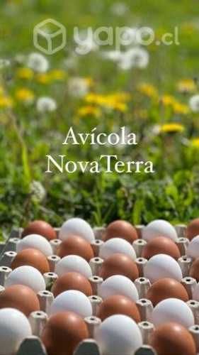 Huevos pequeños Tercera