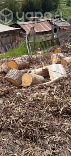 Leña Seca de Eucaliptus