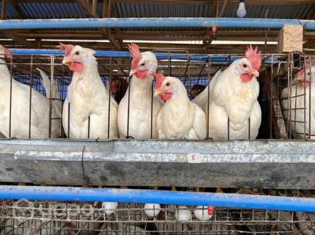 Gallinas ponedoras Lohmann