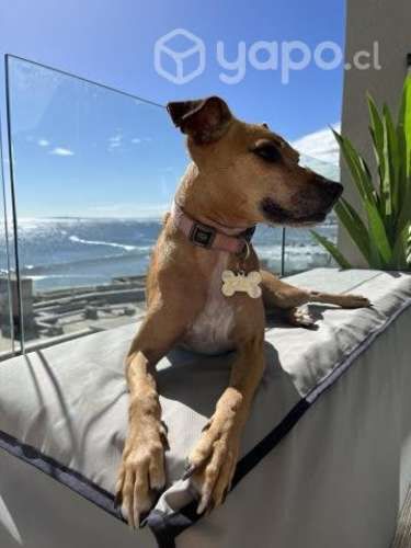 Soy Kala y busco hogar donde me den mucho cariño