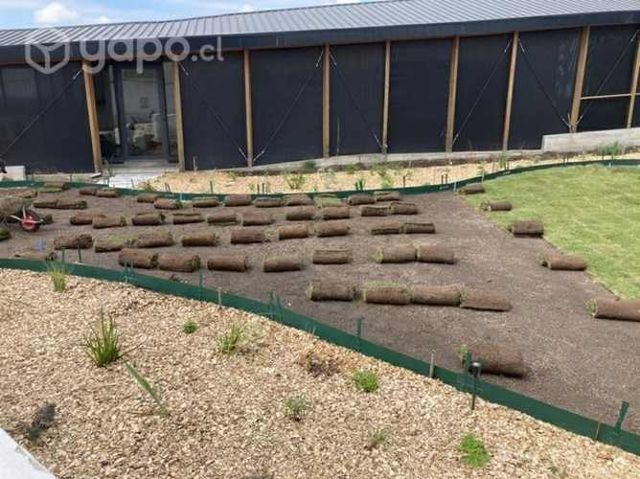 Césped natural en palmetas