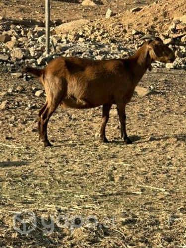 Cabra mejorada