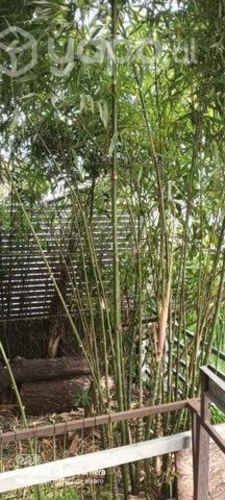 Plantas de bambu
