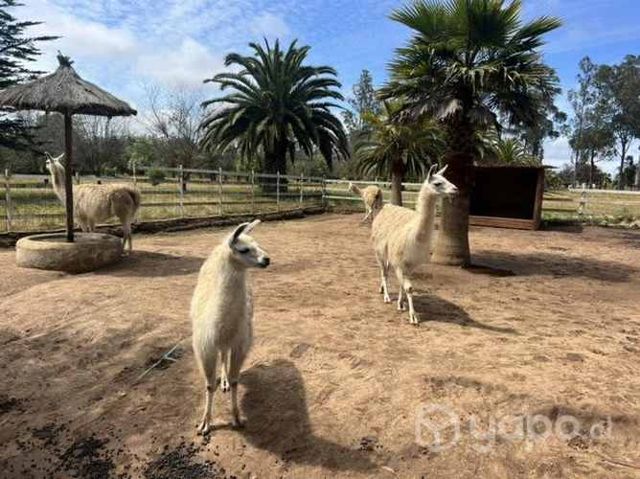 Llamas crecidas machos y hembras