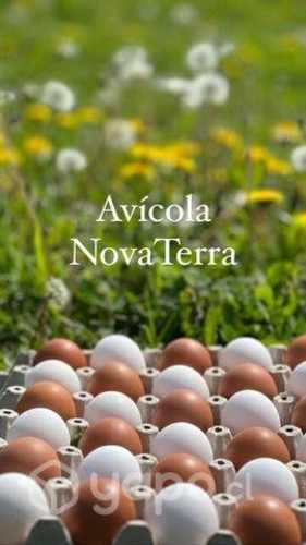 Huevos de campo Segunda blanco y color