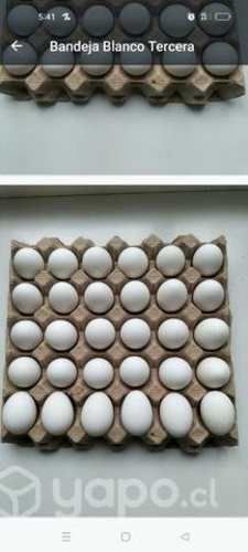 Huevos de gallina libre