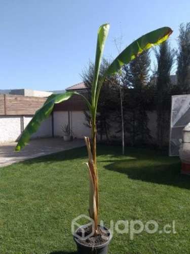 Árbol de Plátano 2.40 mt