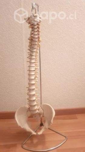 Modelo anatomico de Columna vertebral