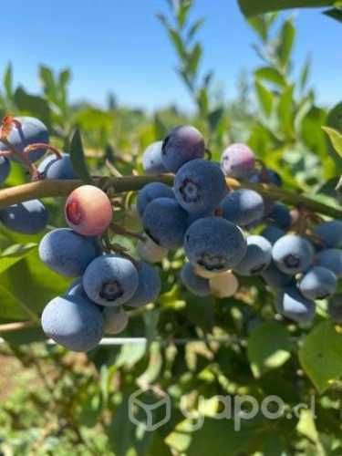Frambuesas y Arandanos Congelados