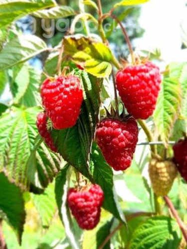 Frambuesas y Arandanos Congelados