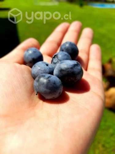 Frambuesas y Arandanos Congelados