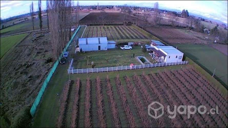 Frambuesas y Arandanos Congelados