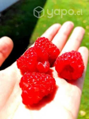 Frambuesas y Arandanos Congelados