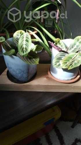 Últimas plantitas de interior.