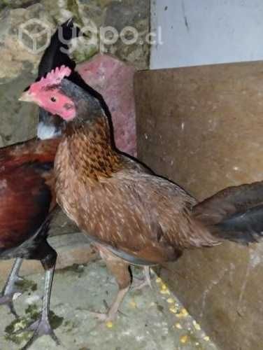 Permuto por ninfa hembra