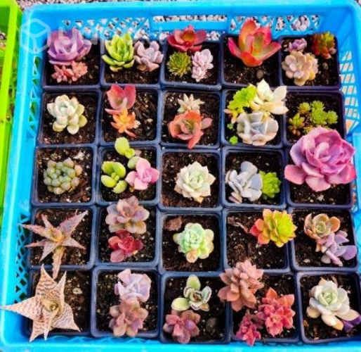 Suculentas de colección