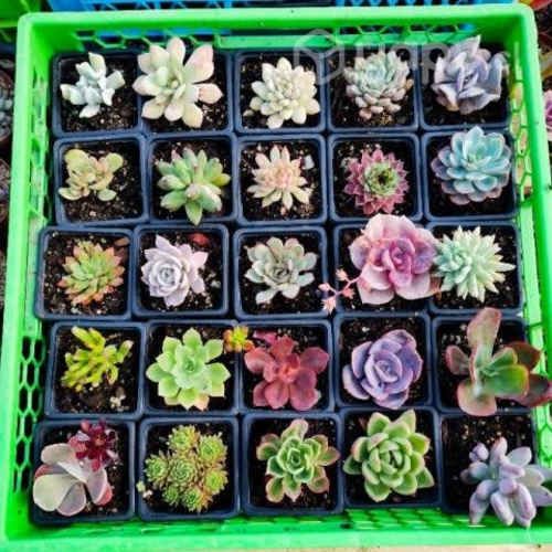 Suculentas de colección