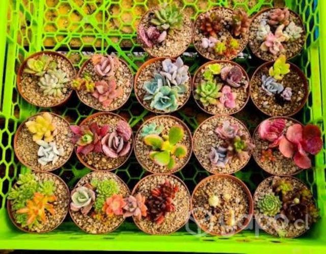 Suculentas de colección