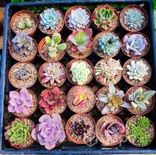 Suculentas de colección