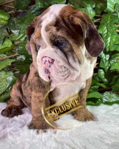 Encantadores cachorros bulldog inglés