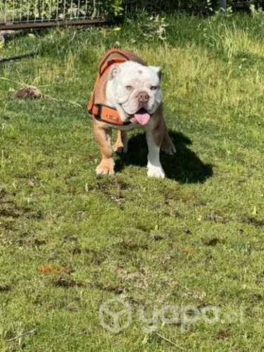 Bull dog ingles (busca hembra)