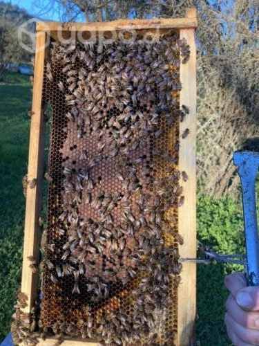 Servicio de Polinización