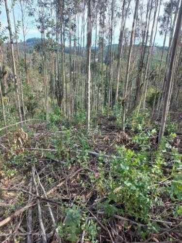 Media hectárea de campo